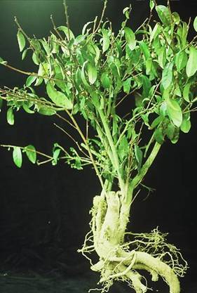 茶白紋羽病