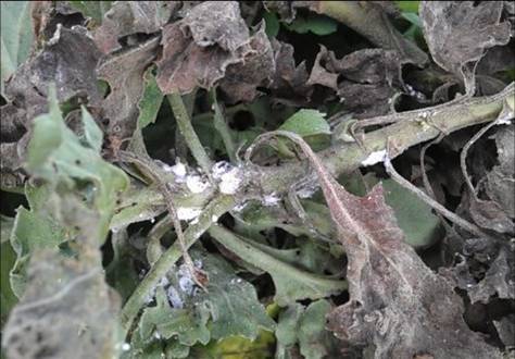 粉介殼蟲棲息於莖節隱密處