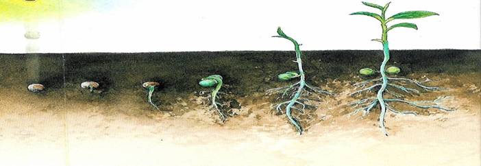 茶樹種子在土壤中發芽示意圖