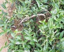 茶樹壓條繁殖 茶樹壓條繁殖