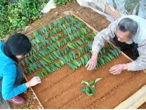 茶樹苗床扦插的情形