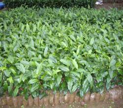 茶樹塑膠袋扦插 茶樹塑膠袋扦插