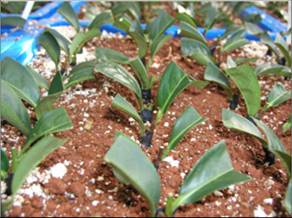 嫁接扦插法 嫁接扦插法