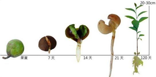 實生苗生育情形