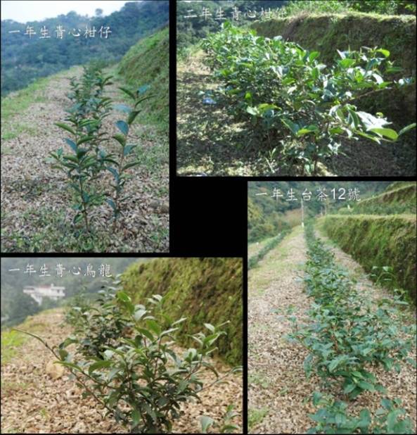 不同品種實生苗茶園