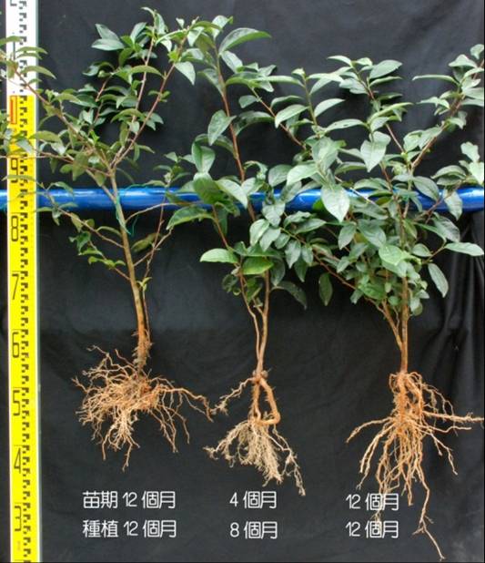 扦插苗與實生苗