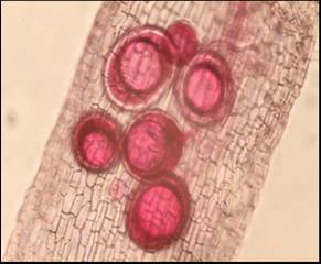 菌根菌之菌絲、孢子柄及孢子分佈 菌根菌之菌絲、孢子柄及孢子分佈