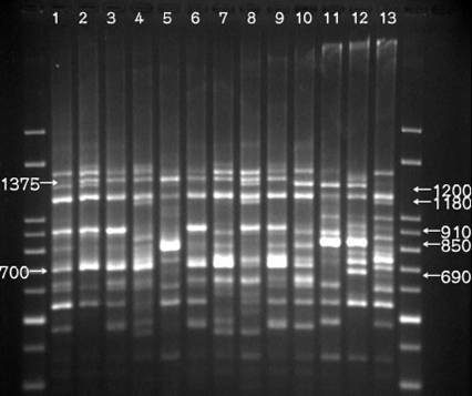 DNA指紋圖譜 DNA指紋圖譜