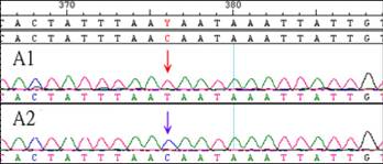 DNA定序圖譜