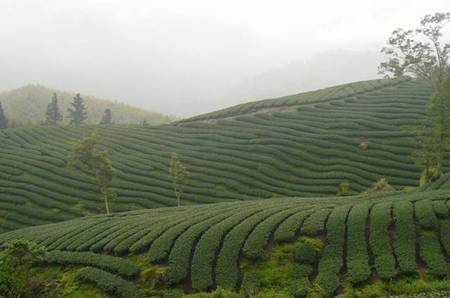 茶樹栽培之環境