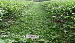 茶園草生栽培情形