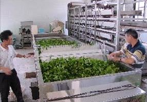 茶菁表面水份去除兼萎凋機