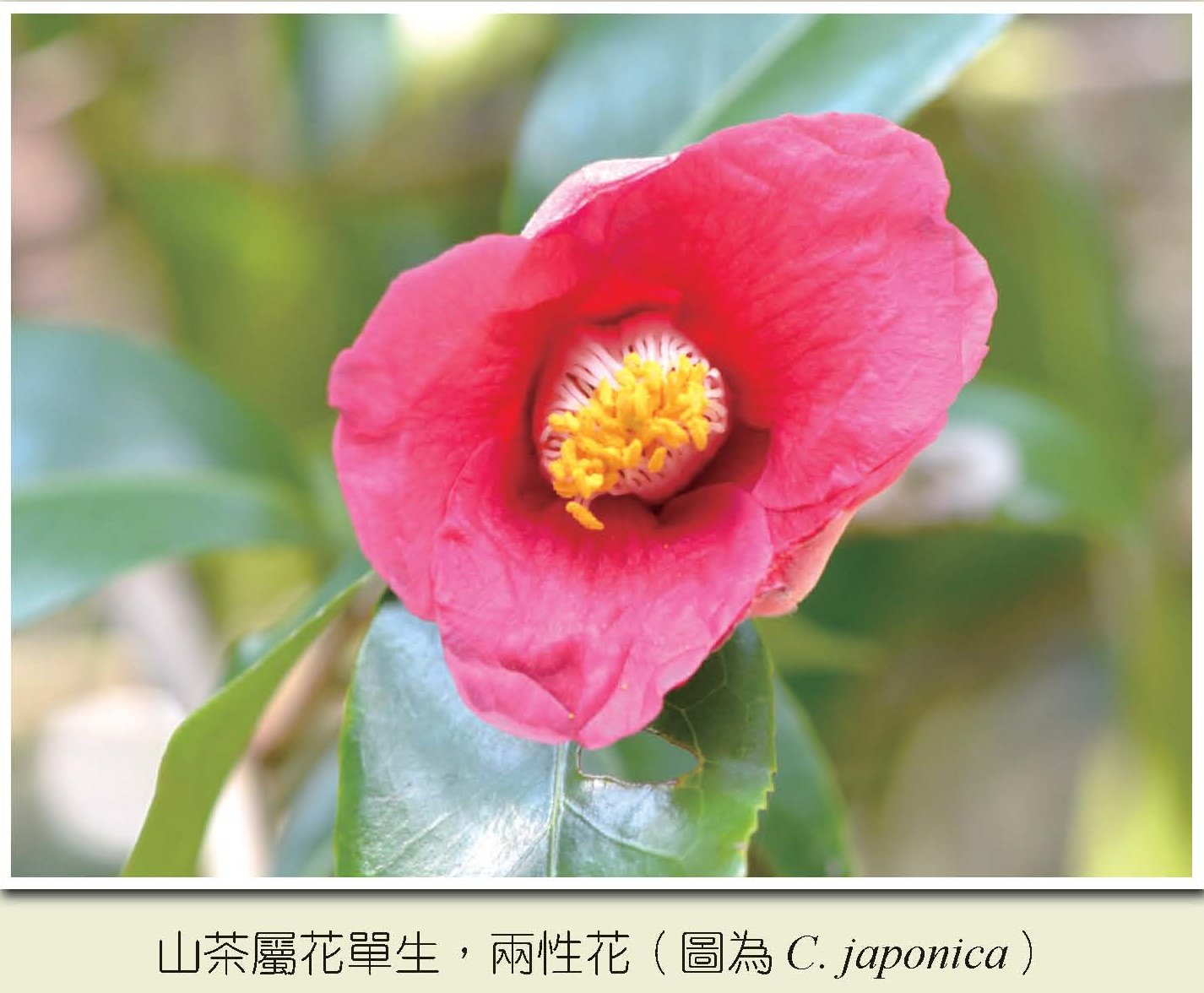 山茶屬花單生 山茶屬花單生