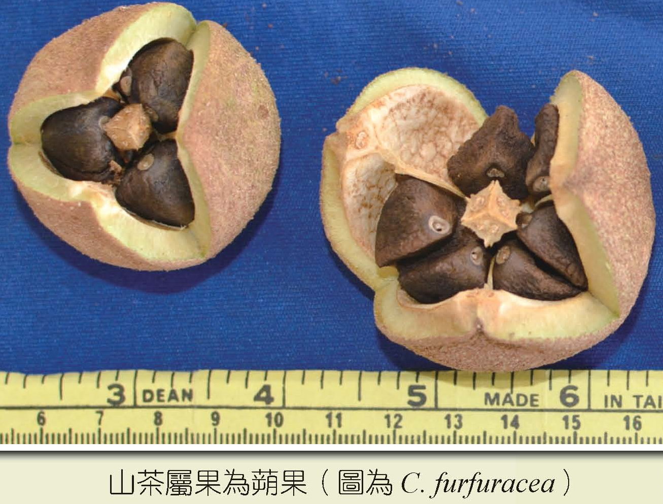 山茶屬果為蒴果 山茶屬果為蒴果