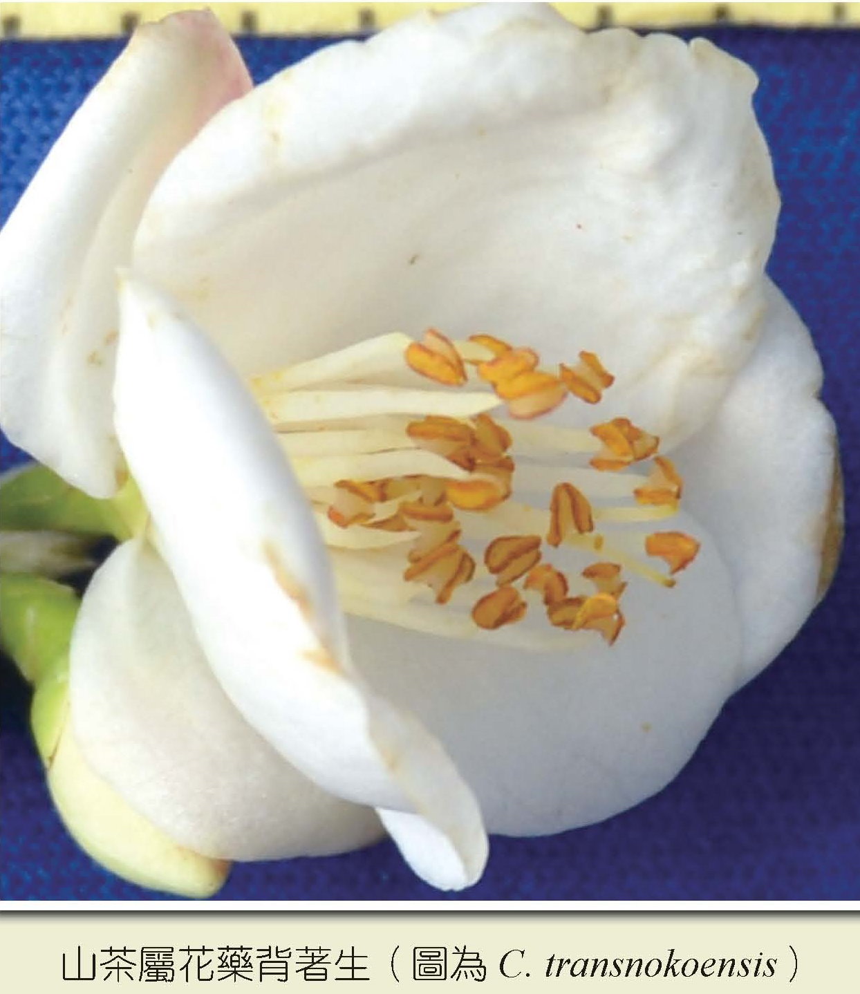 茶山屬花藥背著生 茶山屬花藥背著生