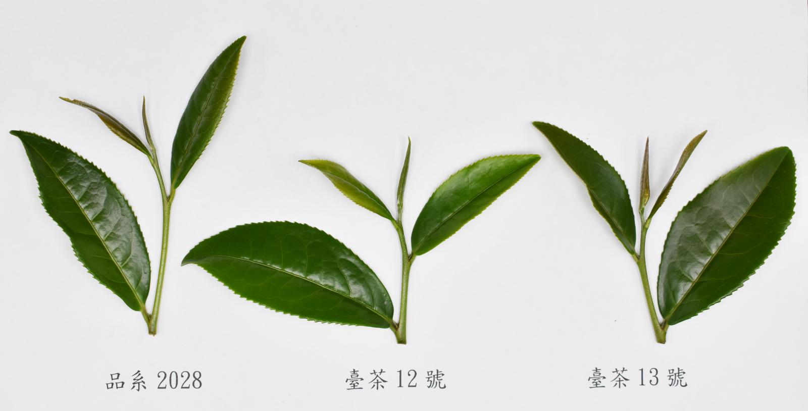 三個茶樹品種（系）之茶芽圖，由左而右分別為品系2028、臺茶12號與臺茶13號