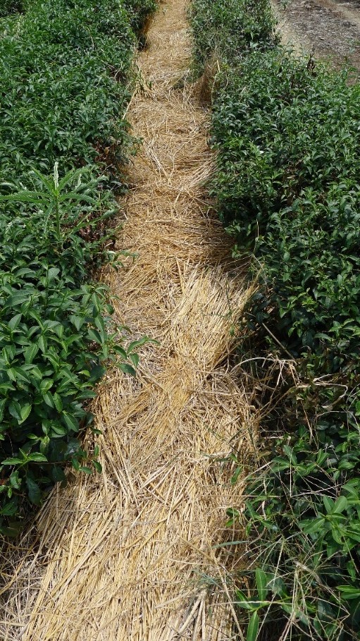 茶園行間舖設稻草桿，屬於茶園敷蓋