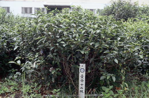 臺茶12號樹型