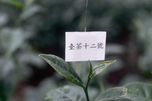 臺茶12號芽色