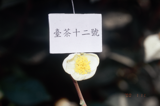 臺茶12號花