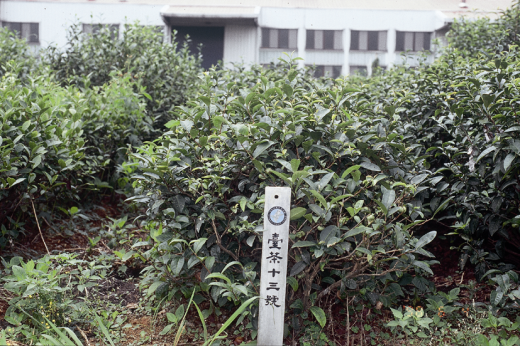 臺茶13號樹型