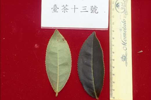 臺茶13號葉型