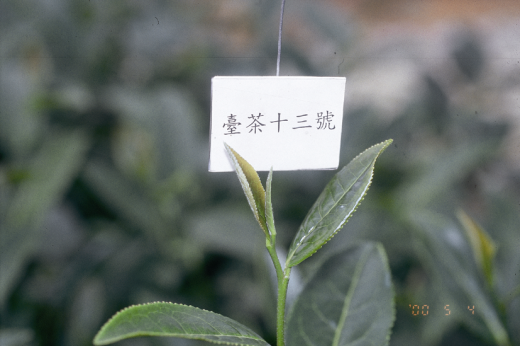 臺茶13號芽色