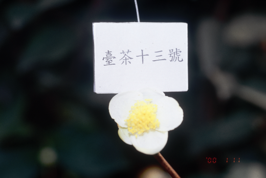 臺茶13號花