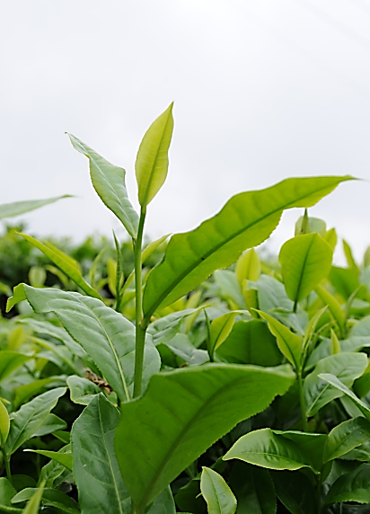 臺茶18號茶芽外觀