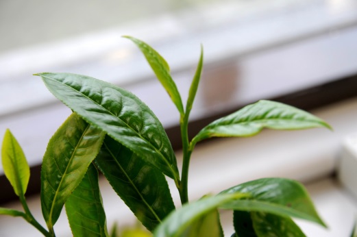 臺茶21號茶芽外觀