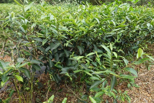 臺農8號成木樹型 臺農8號成木樹型