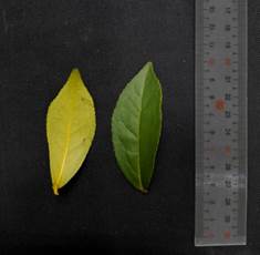 臺農8號葉型 臺農8號葉型