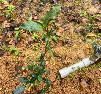 臺農8號幼木樹型 臺農8號幼木樹型