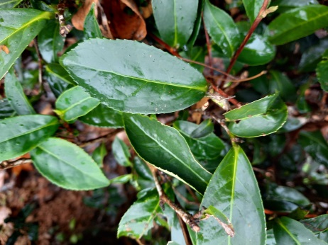 臺農8號田間葉形 臺農8號田間葉形