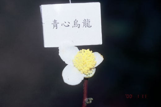 青心烏龍花