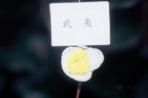 武夷花