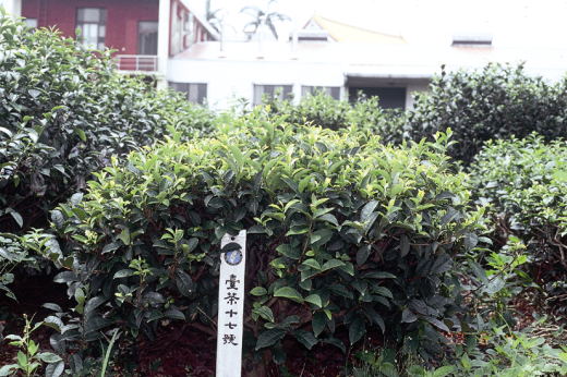 臺茶17號樹型
