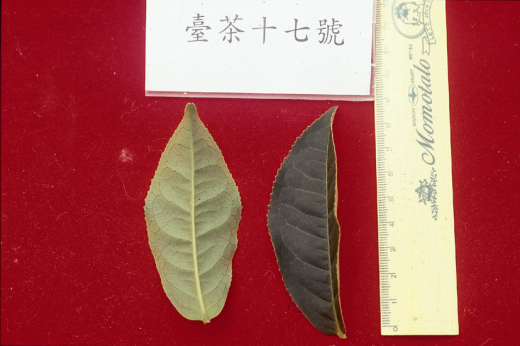 臺茶17號葉型