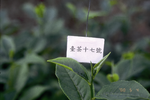 臺茶17號芽色