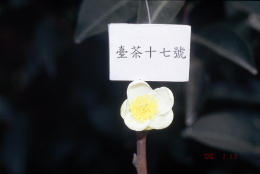 臺茶17號花