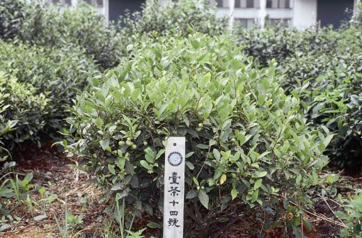 臺茶14號樹型