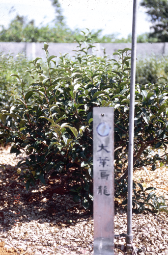 大葉烏龍樹型
