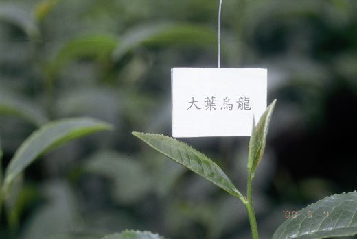 大葉烏龍芽色