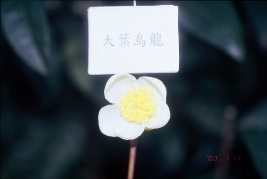 大葉烏龍花