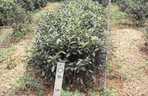 水仙樹型 水仙樹型