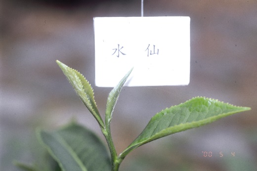 水仙芽色 水仙芽色