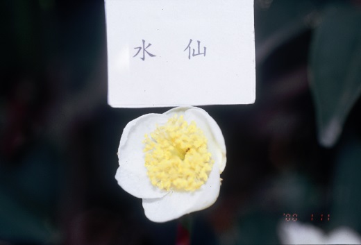 水仙花 水仙花