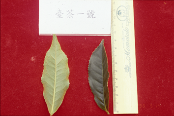 臺茶1號葉型
