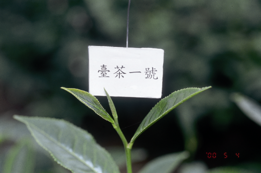 臺茶1號芽色