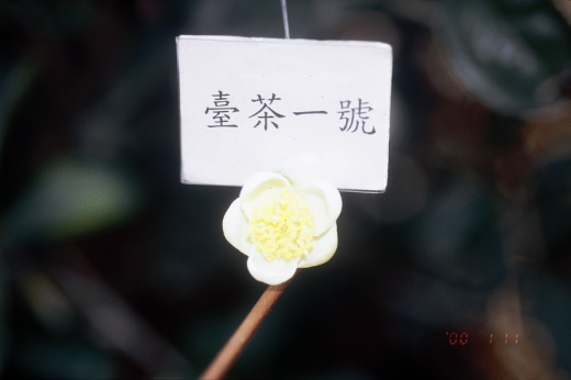 臺茶1號花